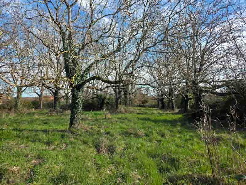 Terrain à bâtir